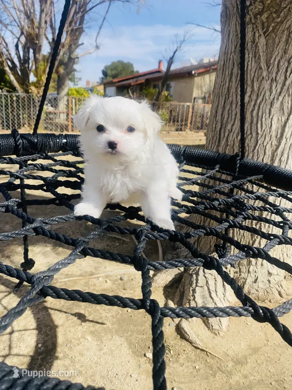 Puppy 1 – Maltese puppy for sale in Palmdale, CA