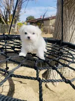 Puppy 1, a male Maltese for sale in Palmdale, CA – 1 of 2