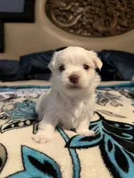 Puppy 2, a female Maltese for sale in Palmdale, CA – 1 of 1