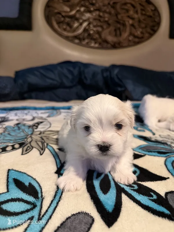 Puppy 1 – Maltese puppy for sale in Palmdale, CA