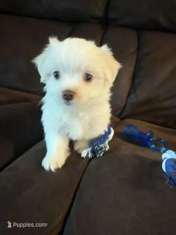 Puppy 3 – Maltese puppy for sale in Palmdale, CA