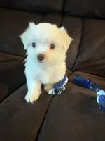 Puppy 3, a female Maltese for sale in Palmdale, CA – 1 of 1