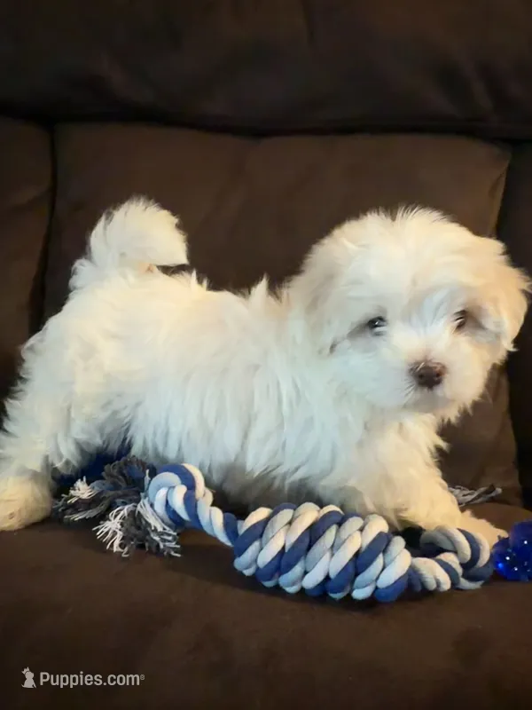 Puppy 2 – Maltese puppy for sale in Palmdale, CA