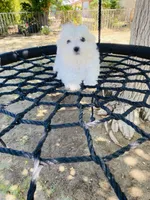 Puppy 1, a male Maltese for sale in Palmdale, CA – 2 of 2
