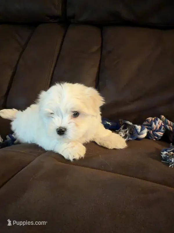 Puppy 1 – Maltese puppy for sale in Palmdale, CA