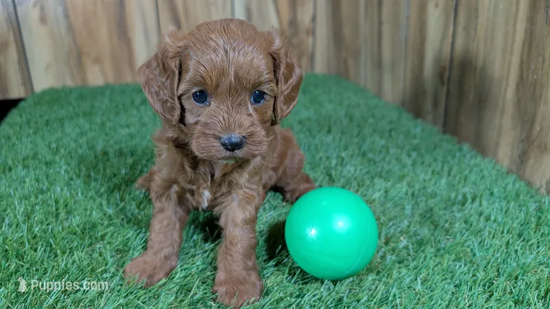 Sadie Boy 2 – Cavapoo puppy for sale in Halfway, MO