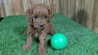 Sadie Boy 2, a male Cavapoo for sale in Halfway, MO – 1 of 5