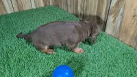 Cutie Boy 1, a male Miniature Dachshund for sale in Halfway, MO – 3 of 5