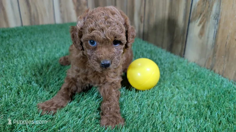 Little Honey Girl 1 – Poodle - Miniature  puppy for sale in Halfway, MO