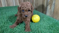 Little Honey Girl 1, a female Poodle - Miniature  for sale in Halfway, MO – 1 of 5