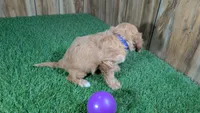 Lyla Girl 4, a female Cavapoo for sale in Halfway, MO – 5 of 5