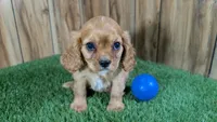 Diamond Boy 1, a male Cavalier King Charles Spaniel for sale in Halfway, MO – 2 of 4