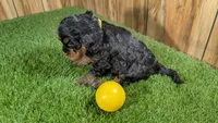 Honey Girl 4, a female Cavapoo for sale in Halfway, MO – 4 of 4