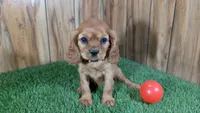 Diamond Girl 2, a female Cavalier King Charles Spaniel for sale in Halfway, MO – 2 of 4