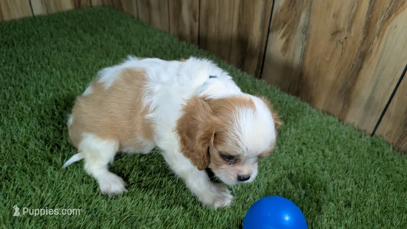 Beth Boy 1 – Cavalier King Charles Spaniel puppy for sale in Halfway, MO