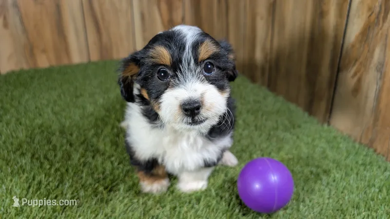 Sunset Girl 4 – Miniature Aussiedoodle puppy for sale in Halfway, MO