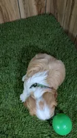 Missy Boy 1, a male Cavalier King Charles Spaniel for sale in Halfway, MO – 3 of 5