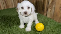 Lyla Girl 1, a female Cavapoo for sale in Halfway, MO – 2 of 4