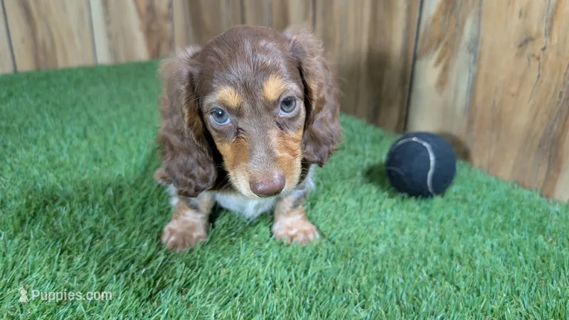 Sweetie Boy 6 AKC – Miniature Dachshund puppy for sale in Halfway, MO