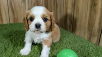 Missy Boy 1, a male Cavalier King Charles Spaniel for sale in Halfway, MO – 1 of 5