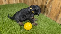 Honey Girl 4, a female Cavapoo for sale in Halfway, MO – 3 of 4