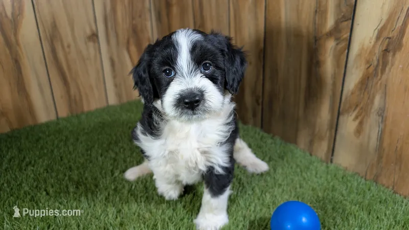 Sunset Boy 3 – Miniature Aussiedoodle puppy for sale in Halfway, MO