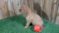 Diamond Girl 2, a female Cavalier King Charles Spaniel for sale in Halfway, MO – 4 of 4