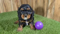 Honey Girl 5, a female Cavapoo for sale in Halfway, MO – 2 of 5