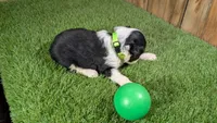 Sunset Boy 4, a male Miniature Aussiedoodle for sale in Halfway, MO – 4 of 4