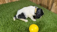 Missy Girl 1, a female Cavalier King Charles Spaniel for sale in Halfway, MO – 4 of 5