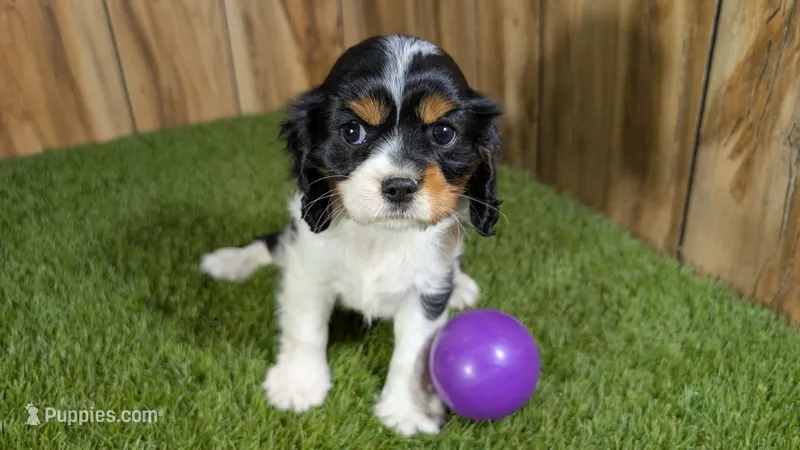 Gracie Girl 1 – Cavalier King Charles Spaniel puppy for sale in Halfway, MO