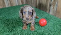 Sweetie Boy 2 AKC, a male Miniature Dachshund for sale in Halfway, MO – 2 of 5