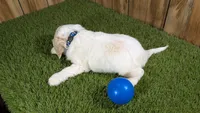Gabby Boy 2, a male Cavapoo for sale in Halfway, MO – 4 of 5