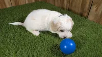Gabby Boy 2, a male Cavapoo for sale in Halfway, MO – 5 of 5
