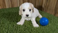 Gabby Boy 2, a male Cavapoo for sale in Halfway, MO – 2 of 5