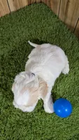 Gabby Boy 2, a male Cavapoo for sale in Halfway, MO – 3 of 5