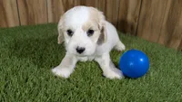 Gabby Boy 2, a male Cavapoo for sale in Halfway, MO – 1 of 5