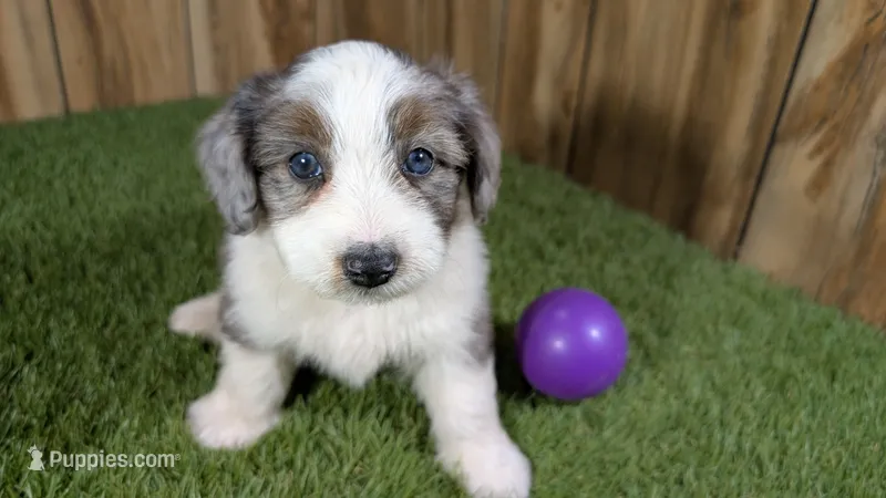Sunset Girl 2 – Miniature Aussiedoodle puppy for sale in Halfway, MO
