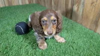 Sweetie Boy 6 AKC, a male Miniature Dachshund for sale in Halfway, MO – 2 of 6