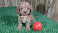 Lyla Girl 2, a female Cavapoo for sale in Halfway, MO – 1 of 5