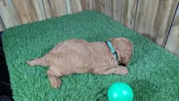 Harlow Boy 1, a male Cavapoo for sale in Halfway, MO – 5 of 5
