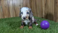 Pansy Girl 2, a female Miniature Dachshund for sale in Halfway, MO – 4 of 6