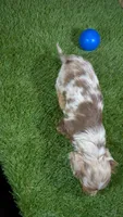 Crackers Boy 1, a male Miniature Dachshund for sale in Halfway, MO – 3 of 5