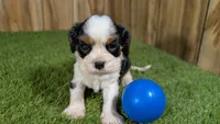 Beth boy 4, a male Cavalier King Charles Spaniel for sale in Halfway, MO – 2 of 5