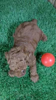 Little Honey Girl 2, a female Poodle - Miniature  for sale in Halfway, MO – 3 of 5