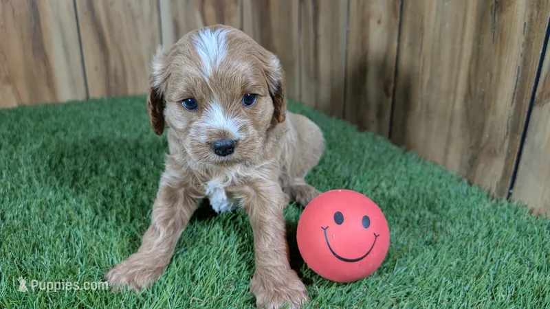 Lizzy Girl 1 – Cavapoo puppy for sale in Halfway, MO