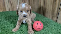 Lizzy Girl 1, a female Cavapoo for sale in Halfway, MO – 1 of 5