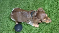 Sweetie Boy 6 AKC, a male Miniature Dachshund for sale in Halfway, MO – 5 of 6