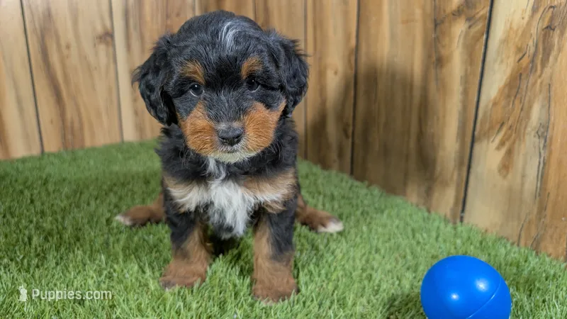 Sunset Boy 2 – Miniature Aussiedoodle puppy for sale in Halfway, MO