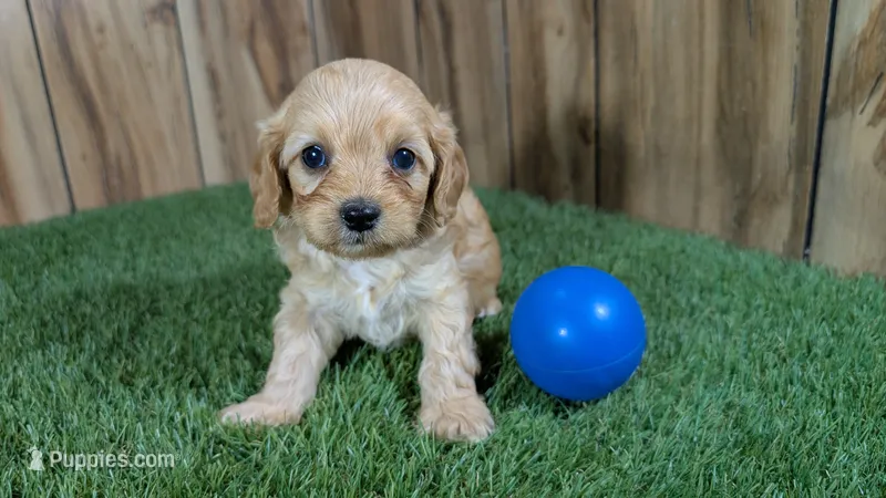 Kellee Boy 1 – Cavapoo puppy for sale in Halfway, MO
